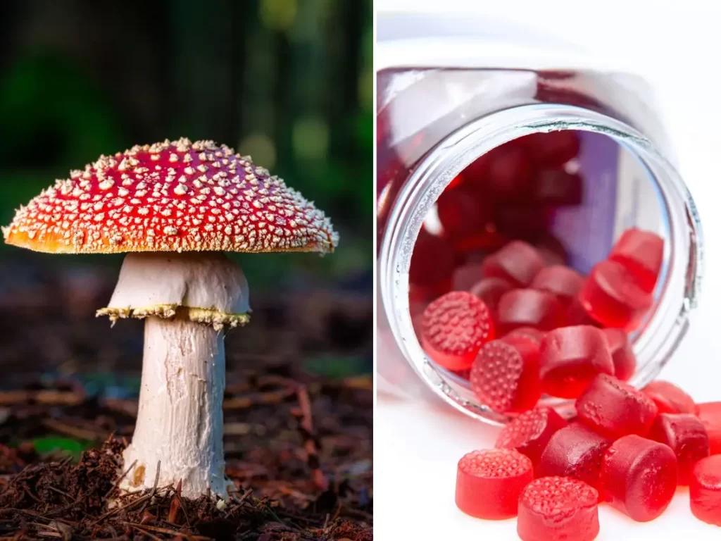 amanita muscaria gummies