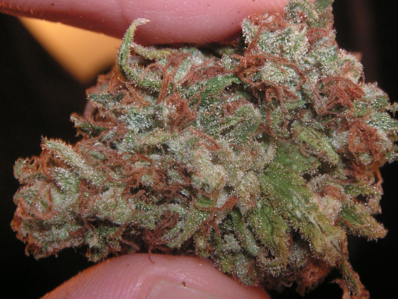 Enjoy Deep Relaxation with These Soothing Sativa Strains
